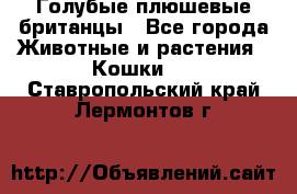 Голубые плюшевые британцы - Все города Животные и растения » Кошки   . Ставропольский край,Лермонтов г.